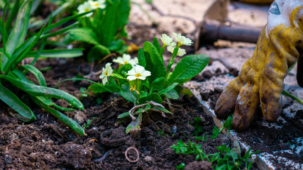 Close-up photo planting flowers at backyard
