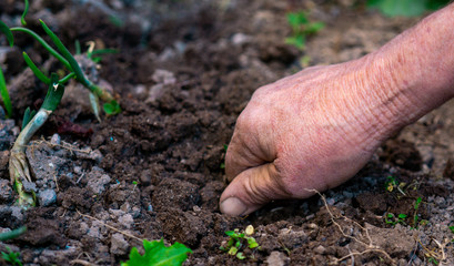 Close-up photo planting flowers at backyard