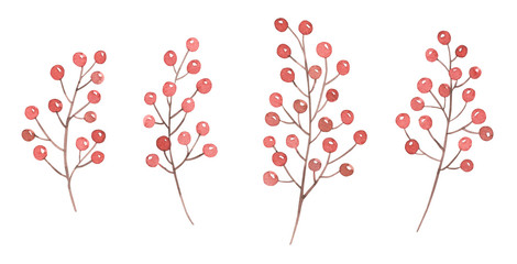 Twigs with Red Berries Illustrations