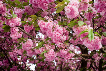 
Spring. Sakura color. Street with sakura trees