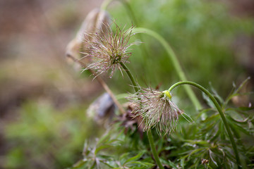 snowdrops in the drops