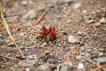 spring awakening