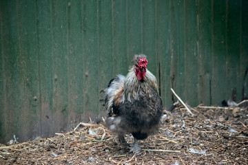 the chicken is walking around the chicken coop