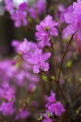 Fototapeta na wymiar purple flower in bloom