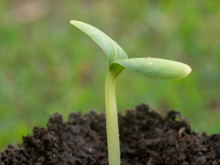 sprout of a plant in macro photography with soil