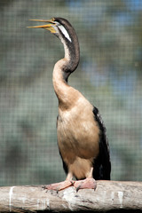 the darter ts perched on a long log