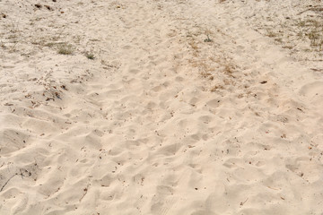 Beach with big sand dunes and small marram grass