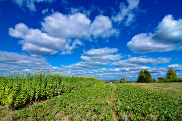 Blooming green harvest on the farm on a warm summer day.