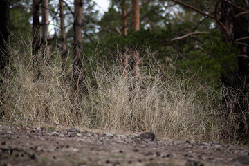 dead wood in the forest