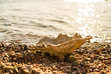 shells on the red sea coast in Aqaba