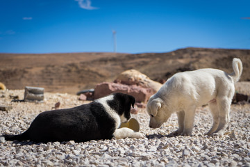 dogs playing in the desert with a coffe cup, abandoned puppies in jordan, Cream-colored and spotted puppy brothers,playing with trash