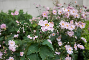 Fototapeta premium Anemone japonica