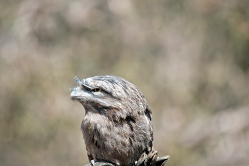 this is a close up of a tawny frogmouth