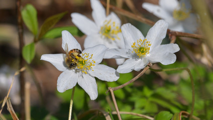 Ape posata sul fiore bianco in primavera nel bosco