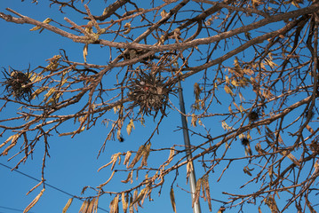 Corylus colurna