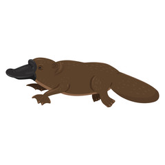 Platypus isolated on a white background. Vector graphics.