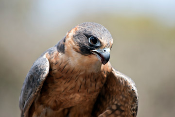 this is a close up of a hobby falcon