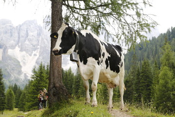 Fototapeta na wymiar White and black cows in a grassy field on a bright and sunny day in Trentino Alto Adige. spotted cow