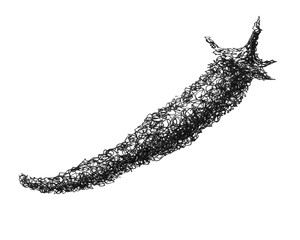 ink chili pepper art silhouette