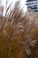 Obraz premium Miscanthus sinensis
