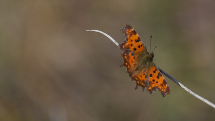 Bella farfalla arancione con i puntini neri posata sulle foglie autunnali