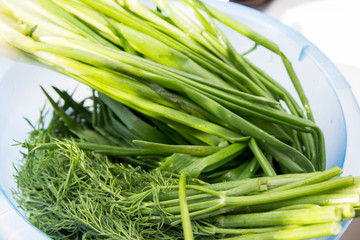 A bunch of fresh greens dill and onion in a blue cup. Healthy and organic farm food