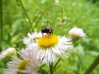 銀蝿 Fly