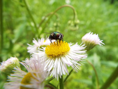 銀蝿 Fly