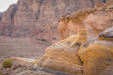 Cat on a rock in the desert in Petra,  cat in hidden colors, nature colored wild cat in the desert, Lazy cat taking siesta on a rock