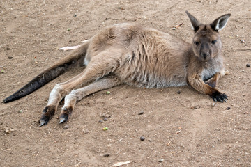 this is a joey western grey kangaroo