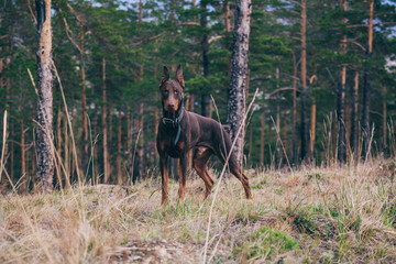 Doberman dog on a walk in the woods