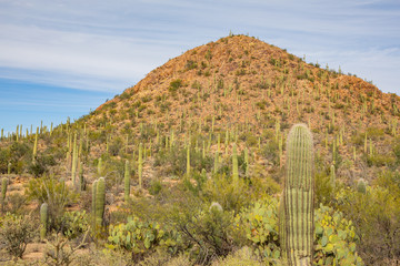 Obraz premium Saguaro National Park in Arizona