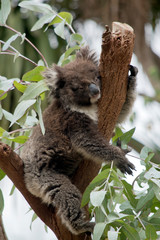 the young koala is resting in a tree