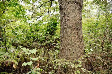 Tree Trunk in a Thick Green Overgrown Forest