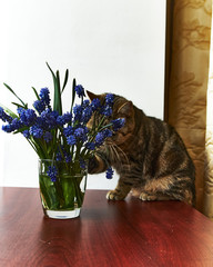 bouquet of flowers and cat