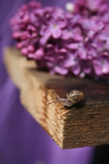 wedding rings on a pink flower