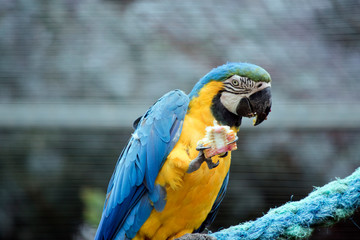 blue and gold  macaw  is eating corn on the cob