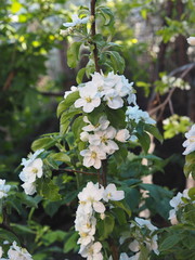 Spring background.Branch with white flowers of Apple trees.