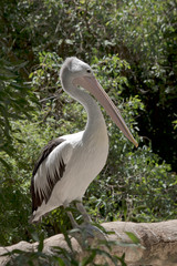 this is a side view of a pelican