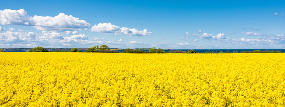 In voller Bl&uuml;te stehendes Rapsfeld Bei Laboe an der Ostseek&uuml;ste