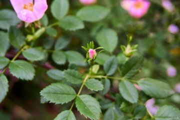 Beautiful wild roses in nature
