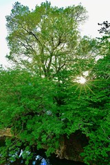 Fototapeta na wymiar trees spreading branches over the riverbed