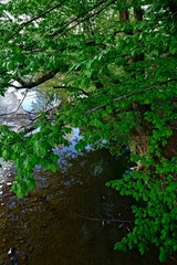trees spreading branches over the riverbed