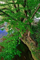 trees spreading branches over the riverbed