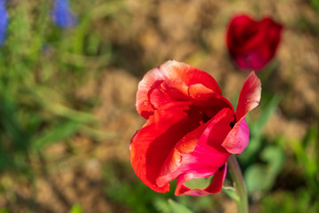 red rose with a view from the top and the ground in the background