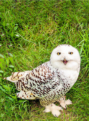 Bird surrounded by green background