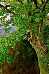trees spreading branches over the riverbed
