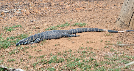 this is a side view of a rosenberg lizard