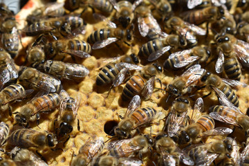Bienen auf Waben mit verdeckelter Brut im Bienenstock