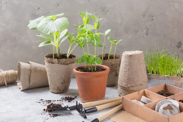 Gardening farming. Seedlings cucumber and pear in peat pot with scattered soil and garden tool. Set for growing on wooden  background.